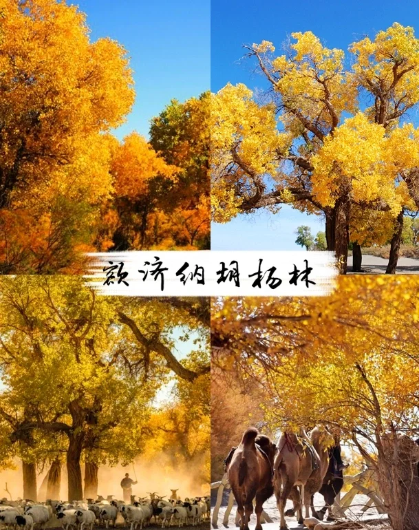 额济纳旗旅游攻略-额济纳旗旅游攻略 百度推荐