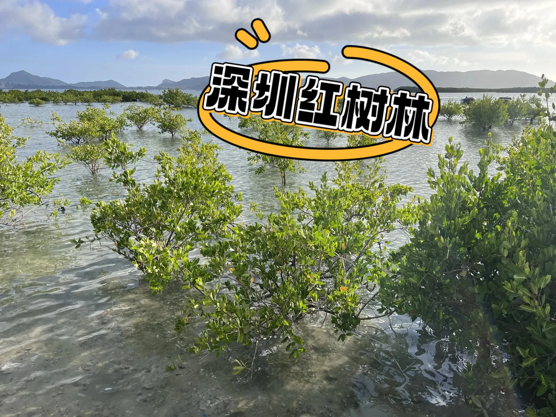 深圳红树林门票-深圳红树林风景区要门票吗
