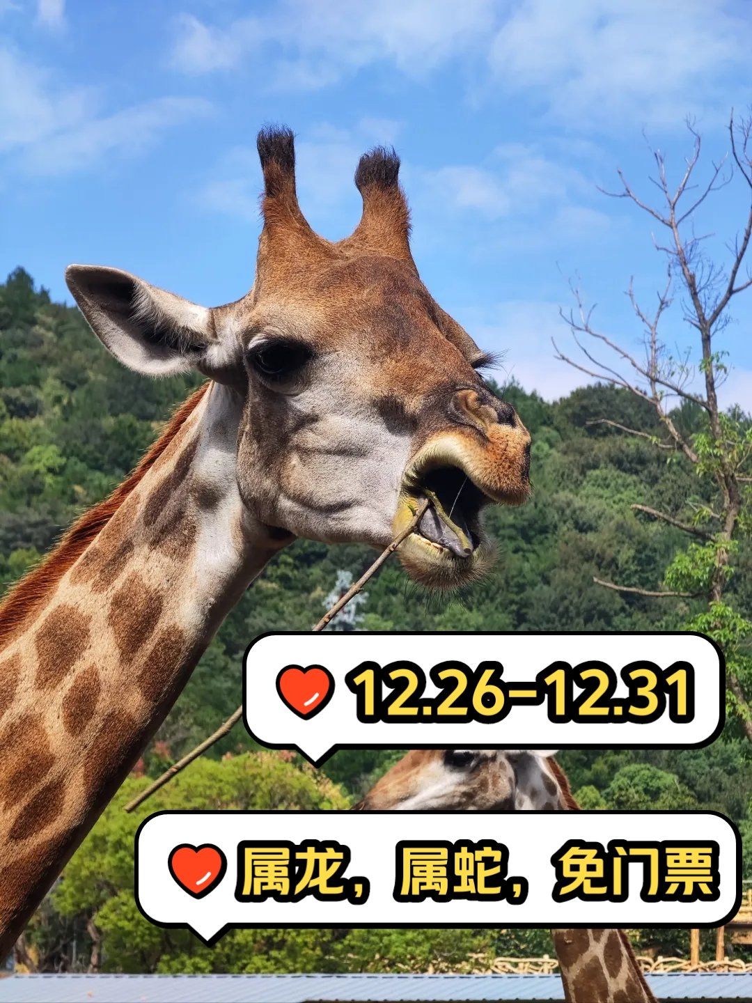 香江野生动物园门票团购-香江野生动物园什么时候开业